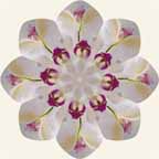 apply symmetries 2